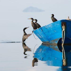 PortoPino _ Lagune Cormorani 1