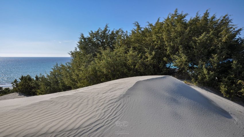 PortoPino _ Dune 2