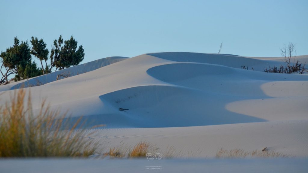 PortoPino _ Dune 1