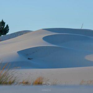 PortoPino _ Dune 1