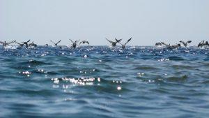 PortoPino _ Cormorani in volo fra Vacca e Toro