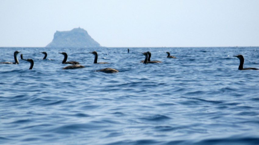 PortoPino _ Cormorani fra Vacca e Toro