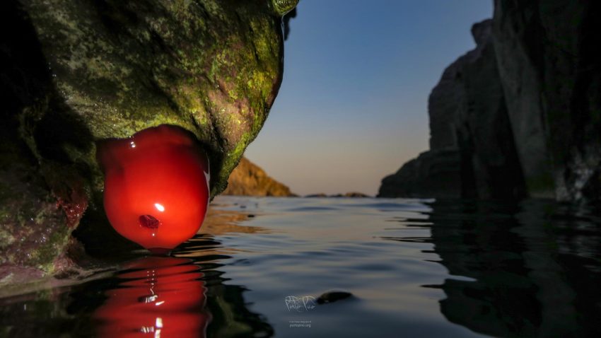 PortoPino _SantAntioco_CalaSignora