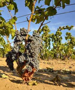 PortoPino_Vigne